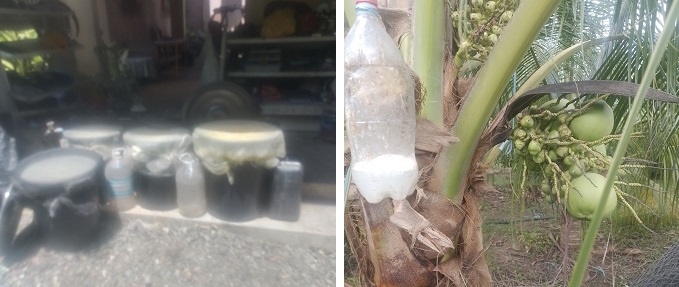 Jars of coconut vinegar from Cabatuan, Iloilo